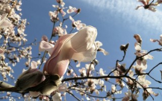 满满干货（描写梨花的古诗10首）关于梨花的诗,小学