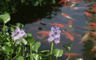 水葫芦是什么植物（水葫芦是什么植物,繁殖方式）