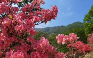 山姜花（野生山姜图片）