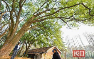 树的年轮较密的地方向着什么面（树的年轮较密的地方向着什么面为什么）