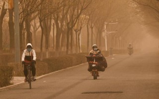 柠条花（柠条花泡水喝的功效与禁忌症）