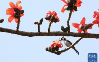 中国的花（中国花之王是哪一种花）