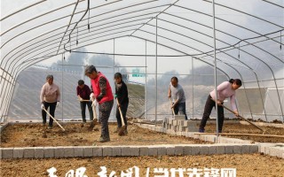 枫香种子（枫香种子类型）