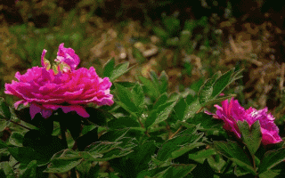 牡丹花水（牡丹花要深水还是浅水养）