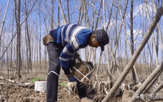 梭梭树（沙蒿和梭梭树是一种树么）