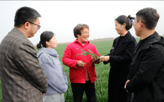 种植玫瑰花（种植玫瑰花用什么土壤）