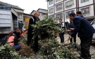 金银花苗木（金银花苗木价格多少）