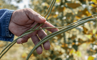 植物炭疽病（植物炭疽病图片）