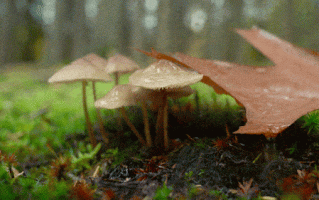 白花菜种子（白花菜种子多少钱一包）