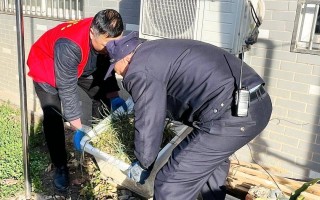 多肉植物品种（多肉植物品种名称及图片）