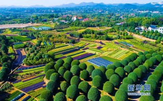 湖南花卉苗木（湖南花卉批发市场在哪里）