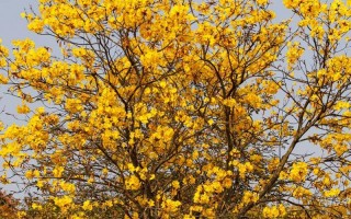 五爪金龙花（五爪金龙花和牵牛花的区别图片）