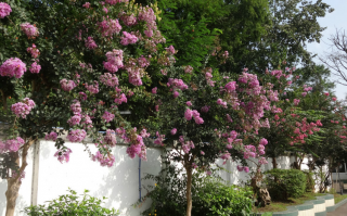 痒痒树的学名叫什么（洋紫荆花图片）