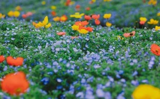 山姜花（山姜花图片）