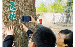 西安千年银杏古树（西安千年银杏古树图片）