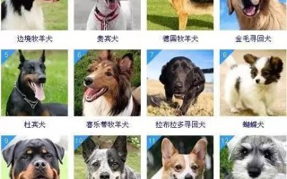 十大聪明犬排名（聪明犬排行榜）